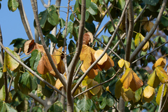 Sterculia striata
