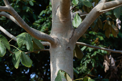 Sterculia striata