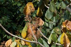 Sterculia striata