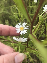 Symphyotrichum × salignum