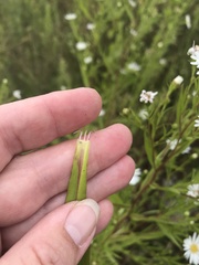 Symphyotrichum × salignum