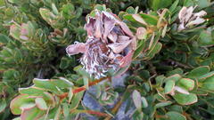 Protea venusta