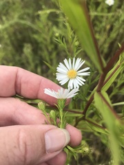 Symphyotrichum × salignum