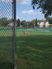 Odocoileus virginianus