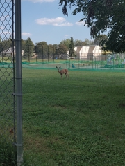 Odocoileus virginianus