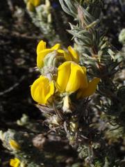 Aspalathus shawii shawii