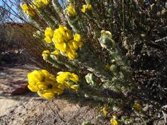 Aspalathus shawii shawii