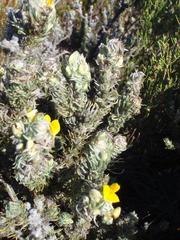 Aspalathus shawii shawii