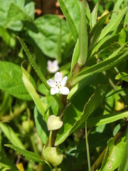Bacopa aquatica