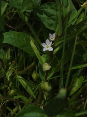 Bacopa aquatica