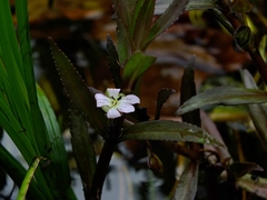 Bacopa aquatica