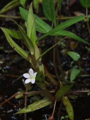 Bacopa aquatica