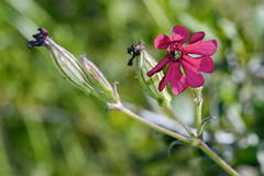 Silene ornata