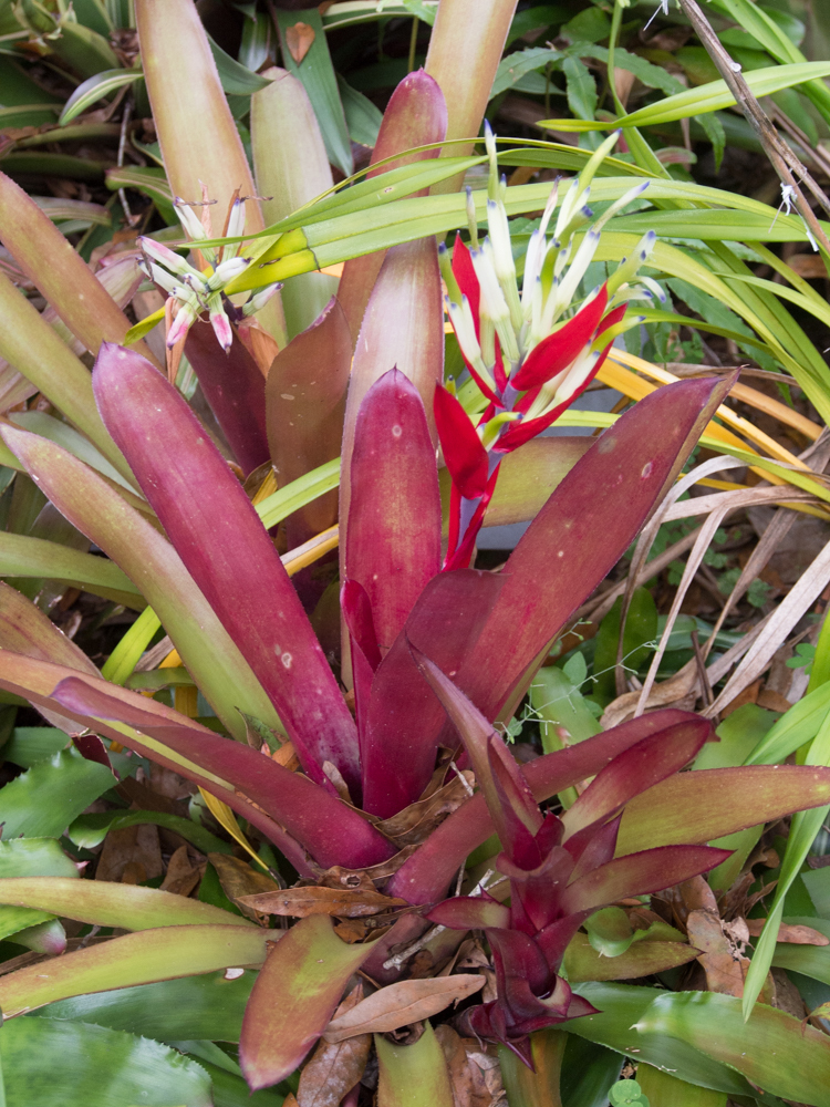 Billbergia