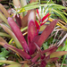 Billbergia - Photo (c) David Martin, some rights reserved (CC BY-NC-SA)