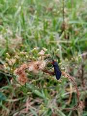 Ctenucha rubroscapus