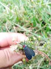 Ctenucha rubroscapus
