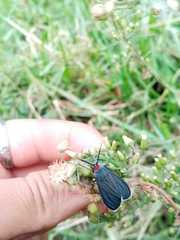 Ctenucha rubroscapus