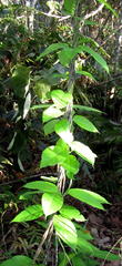 Mondia whitei