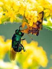 Euperilampus triangularis