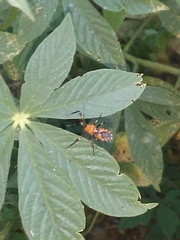 Pyrrhosphodrus caatingensis