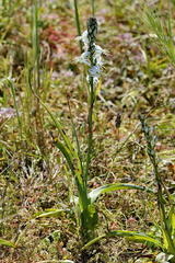 Chlorophytum triflorum
