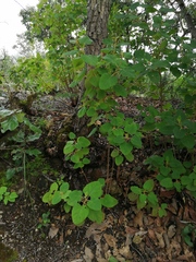 Ageratina tomentella