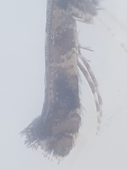 Gracillaria syringella