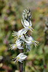 Chlorophytum triflorum