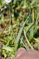 Chlorophytum triflorum