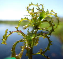 Najas horrida