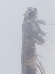 Gracillaria syringella