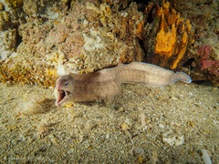 Gymnothorax nubilus