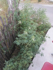 Tarenaya longicarpa