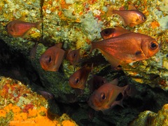 Pempheris adspersa
