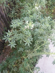 Tarenaya longicarpa