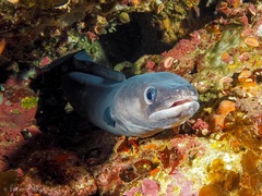 Conger verreauxi