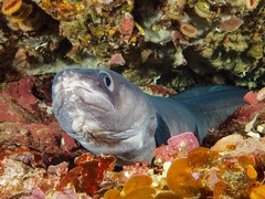 Conger verreauxi
