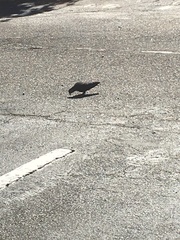 Columba livia domestica