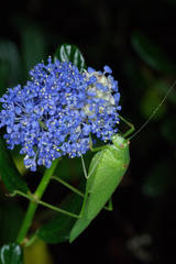 Phaneroptera nana