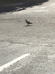 Columba livia domestica