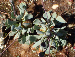 Othonna cacalioides