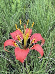 Lilium catesbaei image