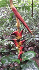 Heliconia pogonantha