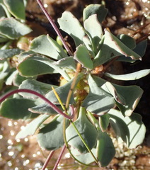 Othonna cacalioides