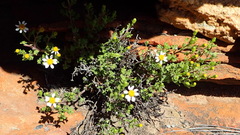 Senecio tortuosus
