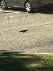 Columba livia domestica