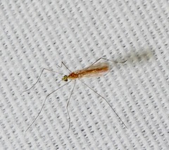 Gonomyia