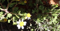 Senecio tortuosus