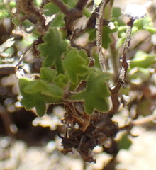 Senecio tortuosus